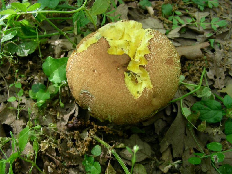 4) Fotografati il 12.06.2012. sotto Quercia (bosco asciutto)